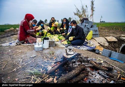 عکس‌های برداشت گل نرگس از مازندران دل‌تان را می‌برد