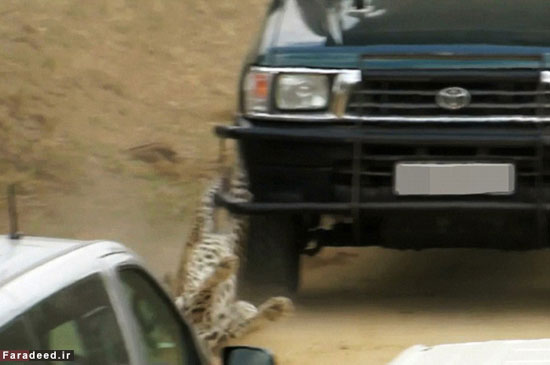 عکس: حمله پلنگ به خودرو گردشگران