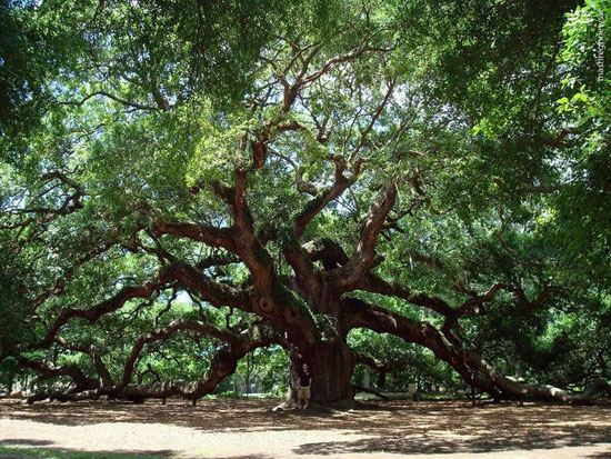 درخت1500 ساله