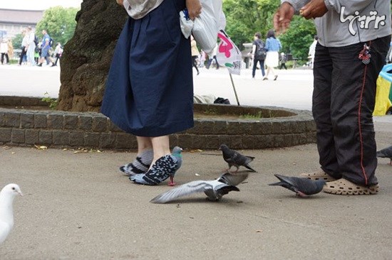 کفش های کبوتری زن ژاپنی
