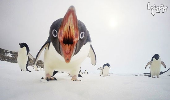 پنگوئن ها را دوست داشته باشیم!
