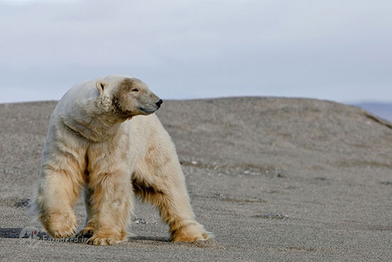 حیات وحش قطب شمال