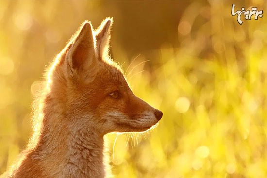 روباه های وحشی اما زیبا +عکس