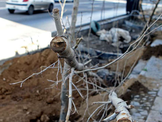 عکس: کاشت درخت در خیابان ولی عصر
