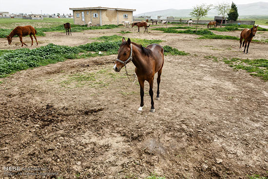 پرورش اسب در روستای صوفیان