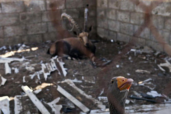 تصاویری دردناک از بمب‌ باران باغ وحش غزه