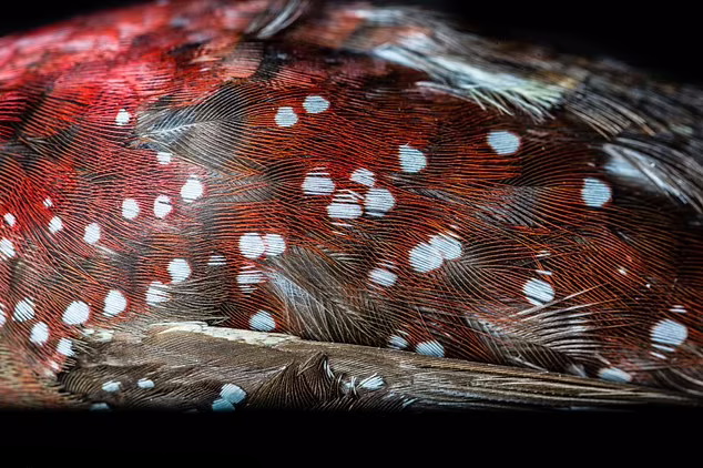 56205153-10684359-Close_up_of_the_plumage_of_a_male_Red_Avadavat_Amandava_amandava-a-57_1649084065096