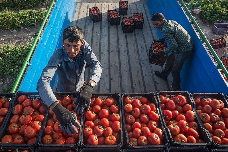 آقای رئیسی! از قیمت گوجه فرنگی خبر داری؟