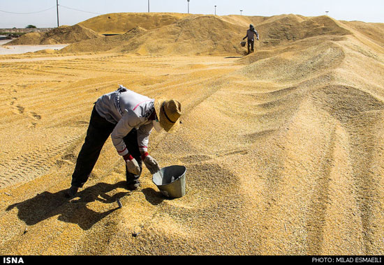 عکس: خرید و بارگیری گندم در خوزستان