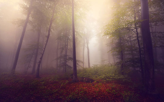 تصاویر رویایی «داستان هایی از جنگل»