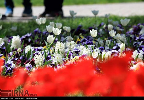 عکس: جشنواره گلهای پیازی در مشهد