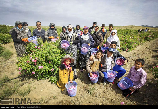 عکس: برداشت گل محمدی