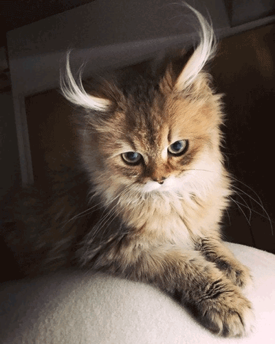 تصاویری جالب از گربه‌هایی با ویژگی‌های شگفت‌انگیز