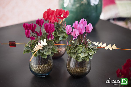 گل سیکلامن، برخاسته از شمال ایران در خانه شما