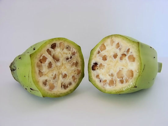 میوه های خوشمزه قبل از دستکاری ژنتیکی