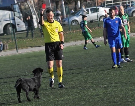 کارت قرمز به یک سگ در صربستان!