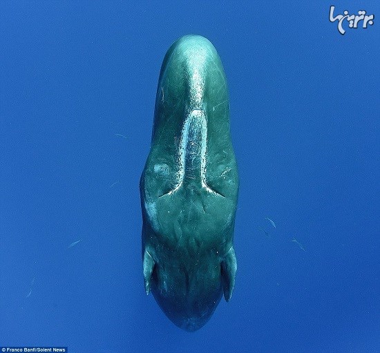 نهنگ عنبر چطور می‌خوابد؟