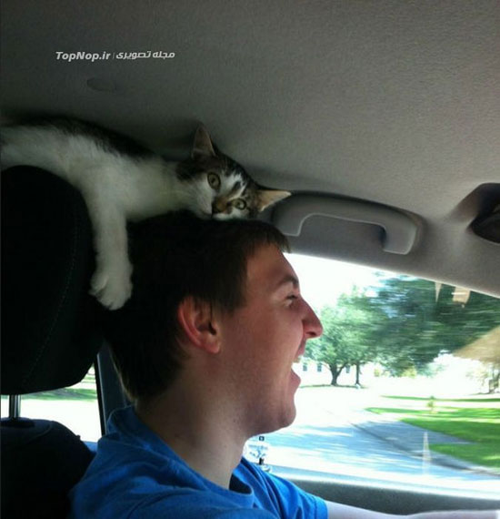 عکس: گربه‌ها هر جا که بخواهند، می‌روند