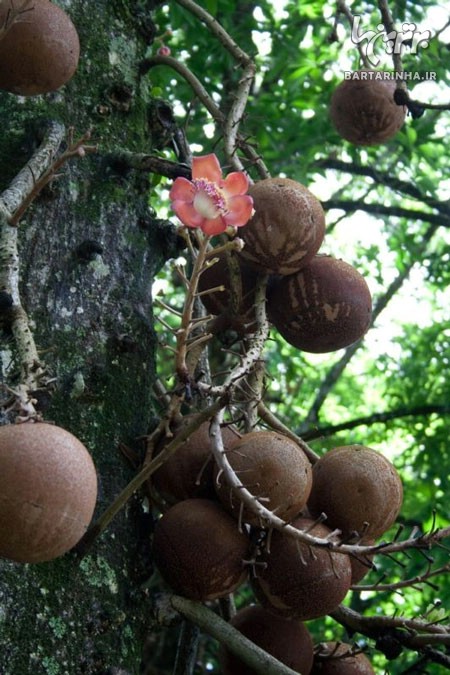 درختی عجیب با میوه های مرگبار +عکس