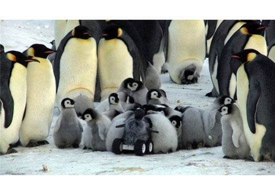ماموریت آقای پنگوئن! +عکس