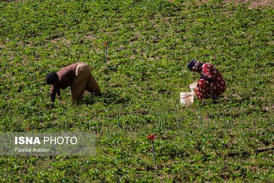 برداشت ملکه میوه‌ها از مزارع کردستان