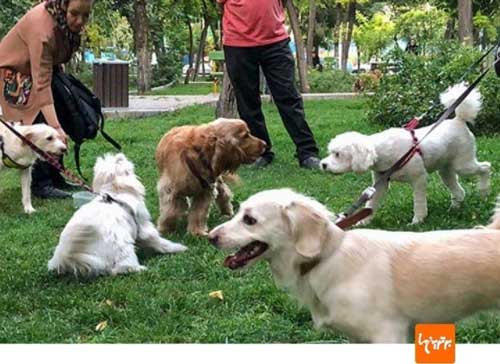 عصبانیت دارندگان حیوانات خانگی از طرح مجلس