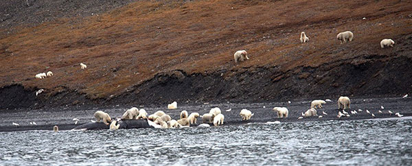 تجمع خرس‌های قطبی برای خوردن یک نهنگ
