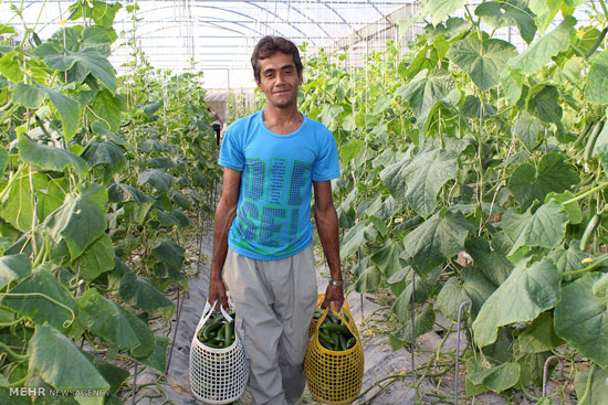 عکس: برداشت خیار گلخانه‌ای در هرمزگان