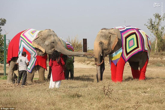 بافتن لباس زمستانی برای فیل ها