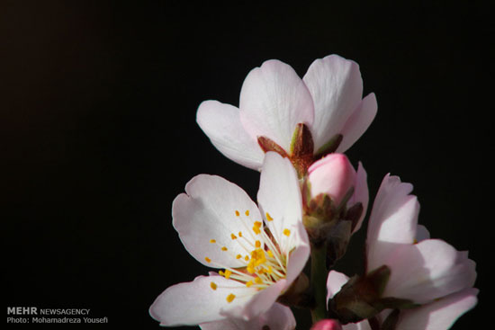 تصاویری از شکوفه های بهاری در زمستان!