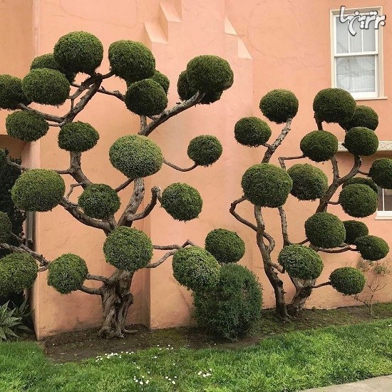 درخت آرایی‌های منحصربفرد سانفرانسیسکو