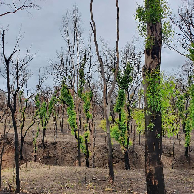 جرقه‌های سبز امید در سرزمین‌های سوخته استرالیا