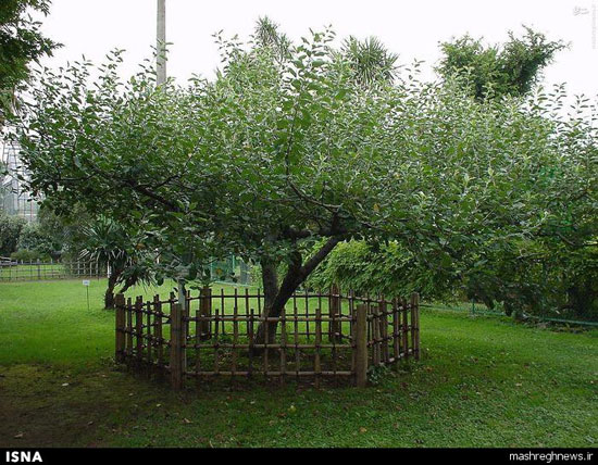 درخت سیب «نیوتن» +عکس
