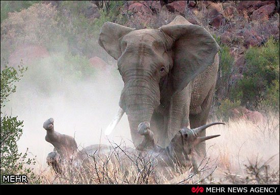 تصاویری دیدنی از نبرد فیل و کرگدن