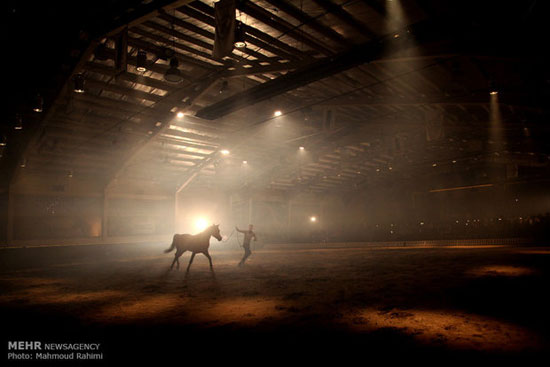 عکس: جشنواره اسب‌های اصیل عربی