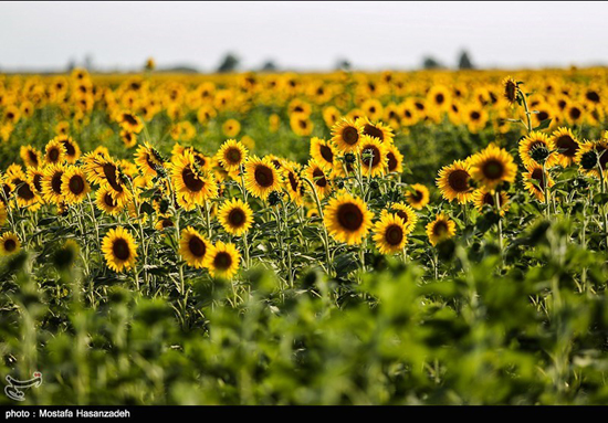 مزارع زیبای آفتابگردان