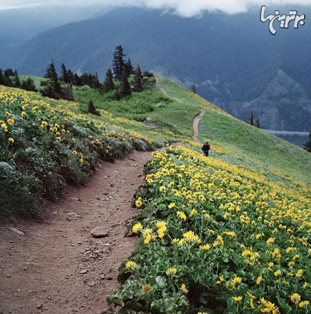 رویایی‌ترین جاده های زمین +عکس