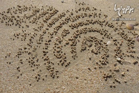 هنرنمایی عجیب خرچنگ ها با تخم هایشان!