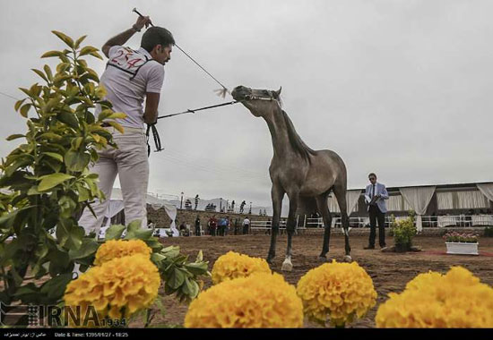 جشنواره زیبایی اسب اصیل عرب