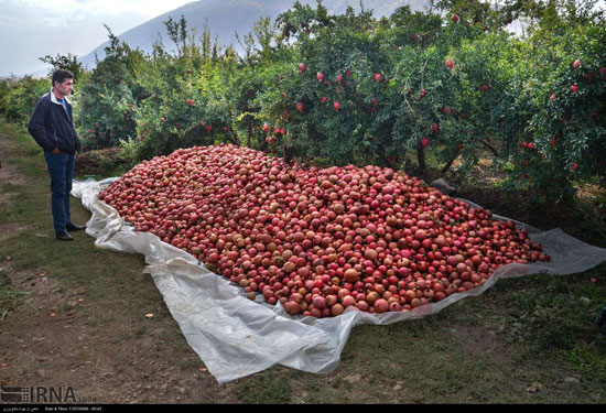 انار سیاب، یاقوت سرخ لرستان