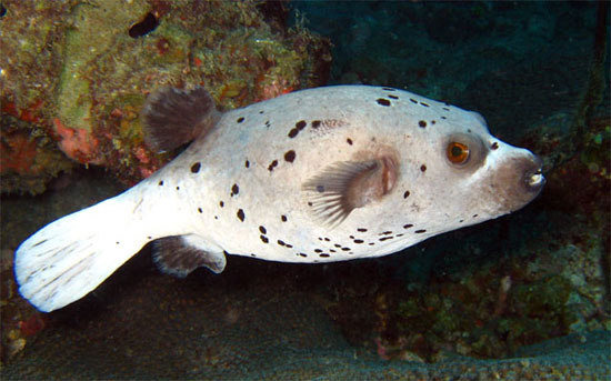 بادکنک ماهی خال‌سیاه یا ماهی سگ‌صورت