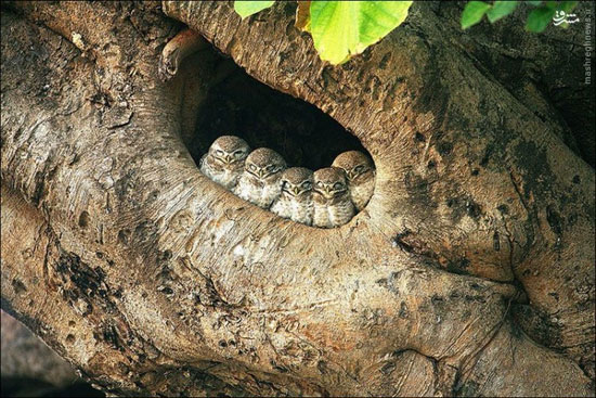 خوابیدن دسته جمعی پرندگان