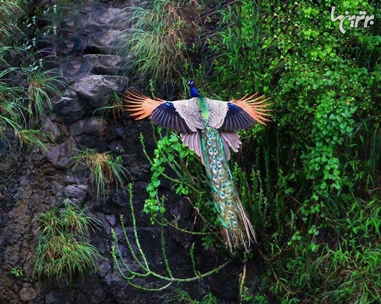 پرواز طاووس را دیده بودید؟! +عکس