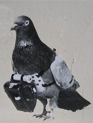 از کبوترهای‌ جاسوس چه می دانید؟! +عکس
