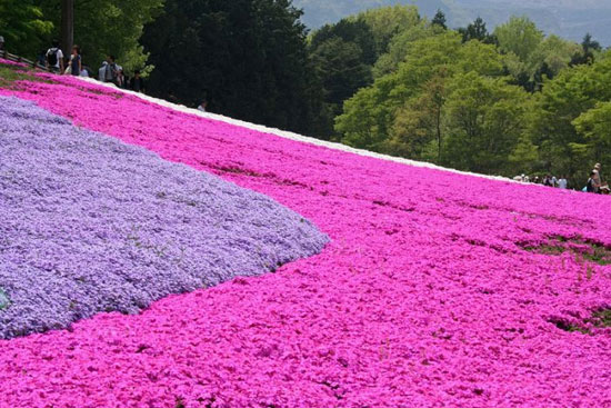 تصاویر: فرشی رویایی از گل های صورتی!