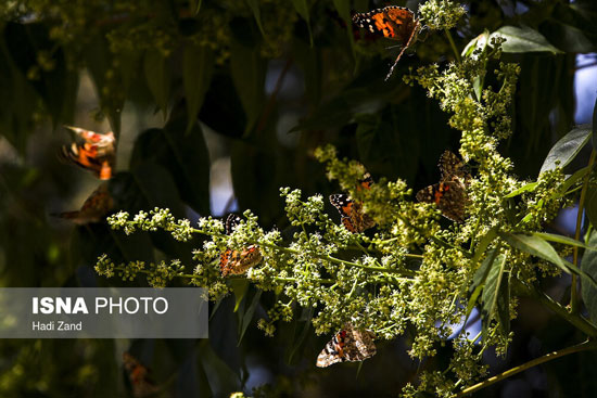هجوم پروانه‌های زیبا به تهران