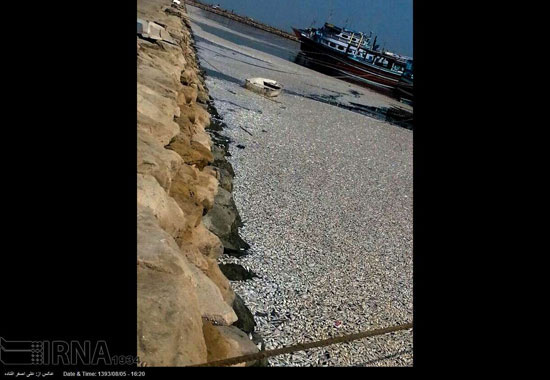 عکس: مرگ هزاران ماهی ساردین در کنارک