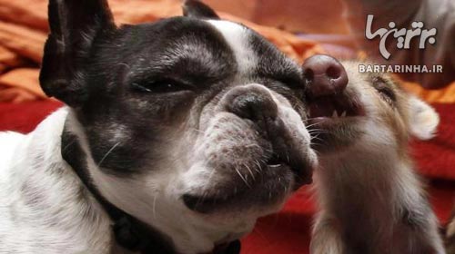 این سگ مهربانی را به همه یاد داد + عکس