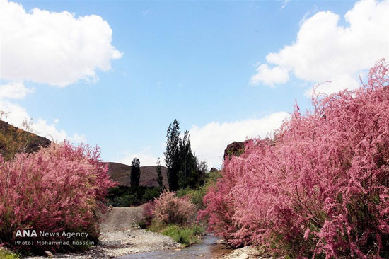 عکس: طبیعت زیبای روستای شصت دره