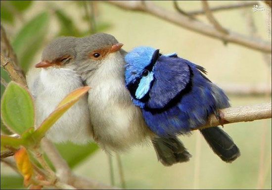 خوابیدن دسته جمعی پرندگان